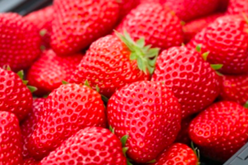 Strawberry Picking Image 3